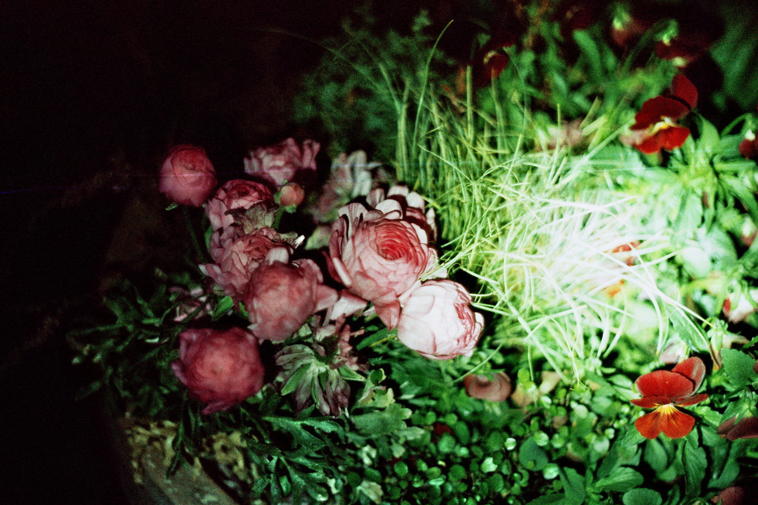 some kind of rose (peonies)
