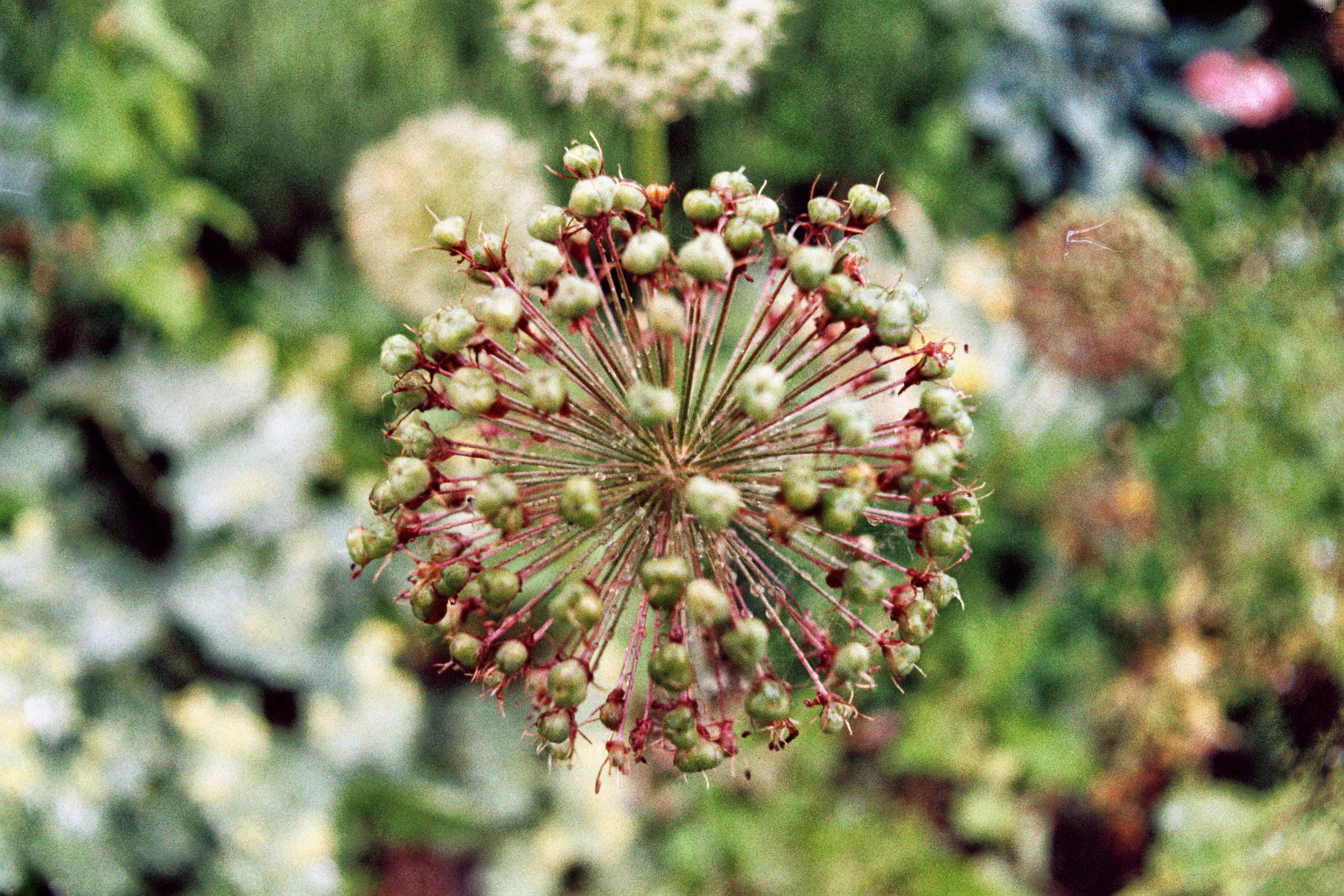 allium