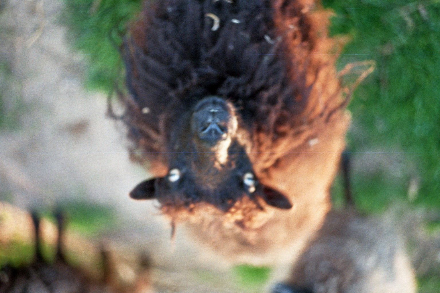 sheep