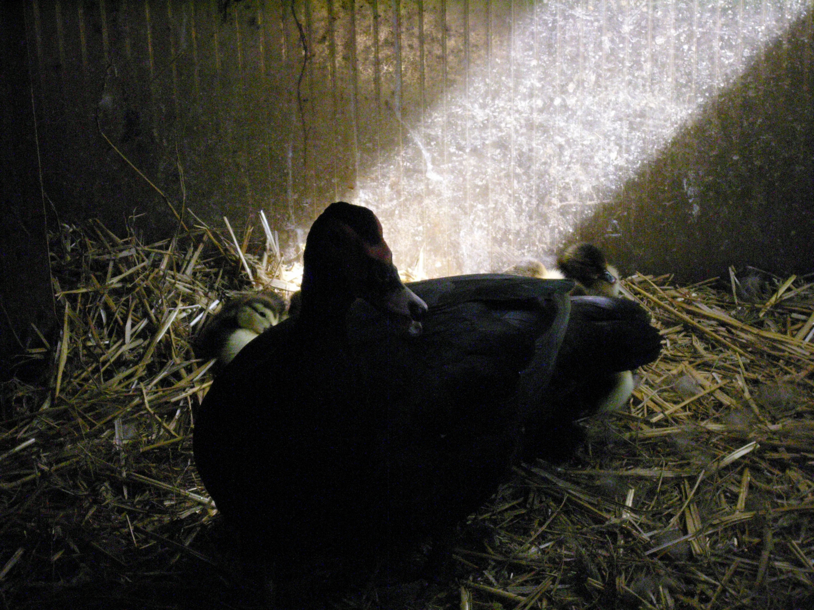 dark duck